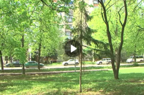Куряне не довольны спилом деревьев в парке «Бородино»