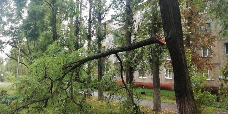 В Курской области ураган затронул 11 районов