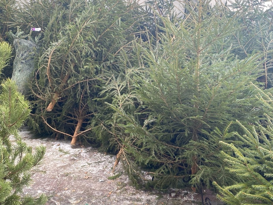 В Курской области выявили 6 фактов незаконной рубки хвойных деревьев