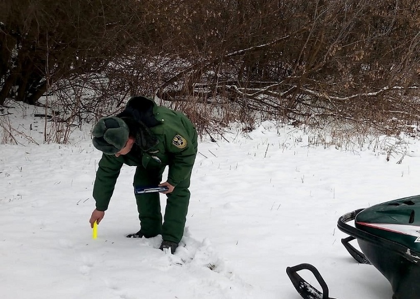 В Курской области начали учёт охотничьих животных