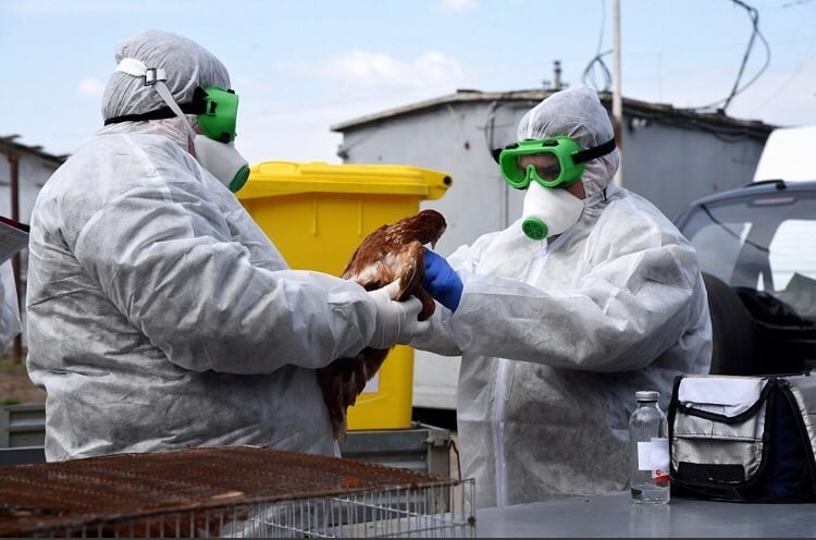 В Курской области ликвидировали условный очаг птичьего гриппа
