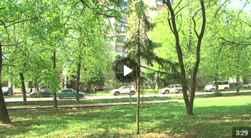 Куряне не довольны спилом деревьев в парке Бородино