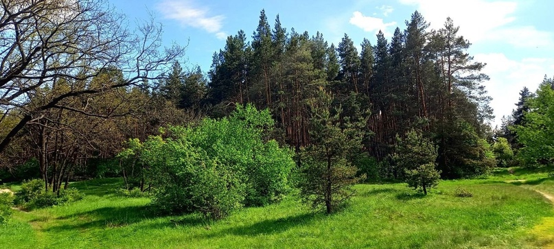 В Курской области завершено расследование незаконной рубки леса на сумму 2,7 млн рублей