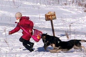 В Курской области бродячие собаки снова напали на ребенка