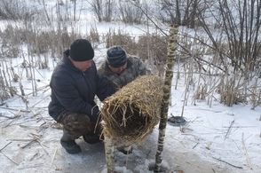 В Курской области оборудовали 150 искусственных гнёзд для водоплавающих птиц