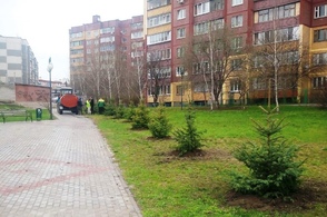 В Курске продолжают высаживать молодые деревья