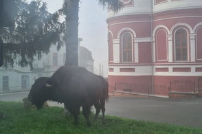 В Курске нашли сбежавшего из цирка бизона