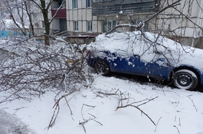В Курске снегопадом повалило множество деревьев