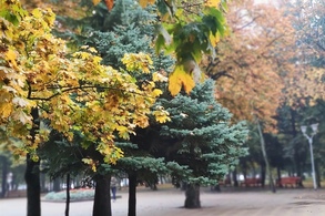 Курян предупреждают об усилении ветра до 20 метров в секунду