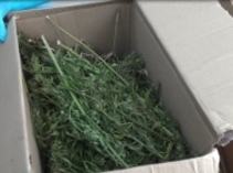 Полиция у курянина из гаража изъяла более 8 кг. марихуаны