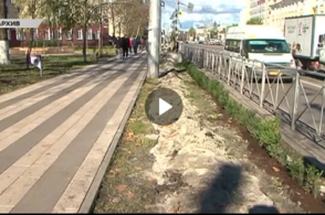В Курске пояснили, куда пропали кусты самшита из парка им. С. Н. Перекальского