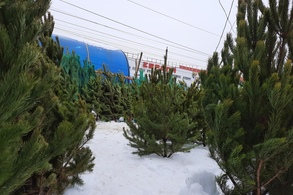 В Курске 20 и 21 января будут работать Экотакси.