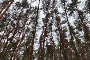 Курян приглашают на бесплатную обзорную экскурсию