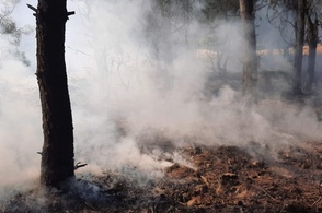 В Курской области утвержден сводный план тушения лесных пожаров