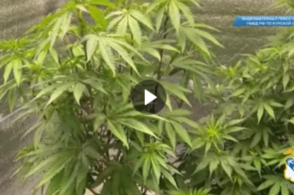 В Курске двое жителей в гараже выращивали марихуану