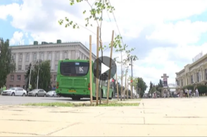 Курске на улице Ленина не ухаживают за недавно высаженными липами