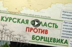 В Курской области активно распространяется опасное для человека растение - борщевик Сосновский