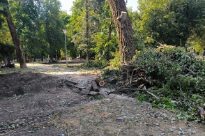 В Курском парке продолжается снос деревьев