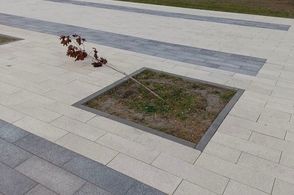 В Курском парке сломали саженец красного клена
