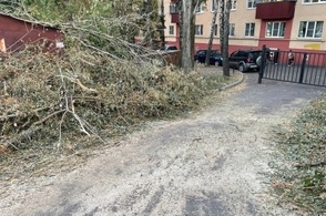 В Курске упало дерево на 6-летнего ребенка