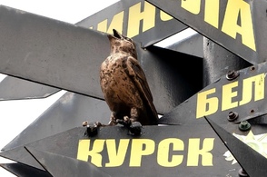 В Подольске открыли скульптуру &laquo;Курский соловей&raquo;.