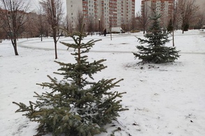 В Курске высадили более 30 голубых елей