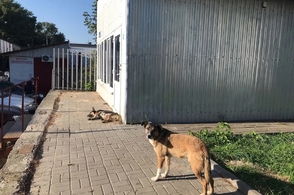 В Курске пройдет очередная проверка обстоятельств нападения безнадзорных собак