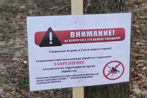 Куряне массово обращаются за медпомощью после укусов клещей