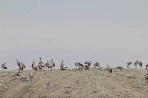 Куряне снова фиксируют колонии аистов на городской свалке
