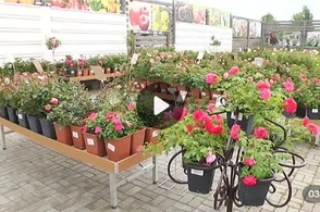 Курян приглашают на день открытых дверей в один из курских садовых центров