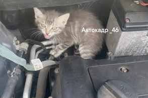 В Курске женщина обнаружила котенка под капотом автомобиля
