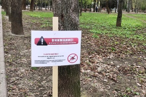В Курской области почти 1000 детей пострадали от укусов клещей в этом сезоне