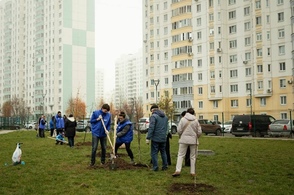 В Курске на проспекте Клыкова высадили саженцы 17 лип