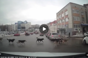 По центру Курска гуляет собачья свора