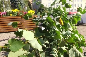 В Курске высадили аллею лип