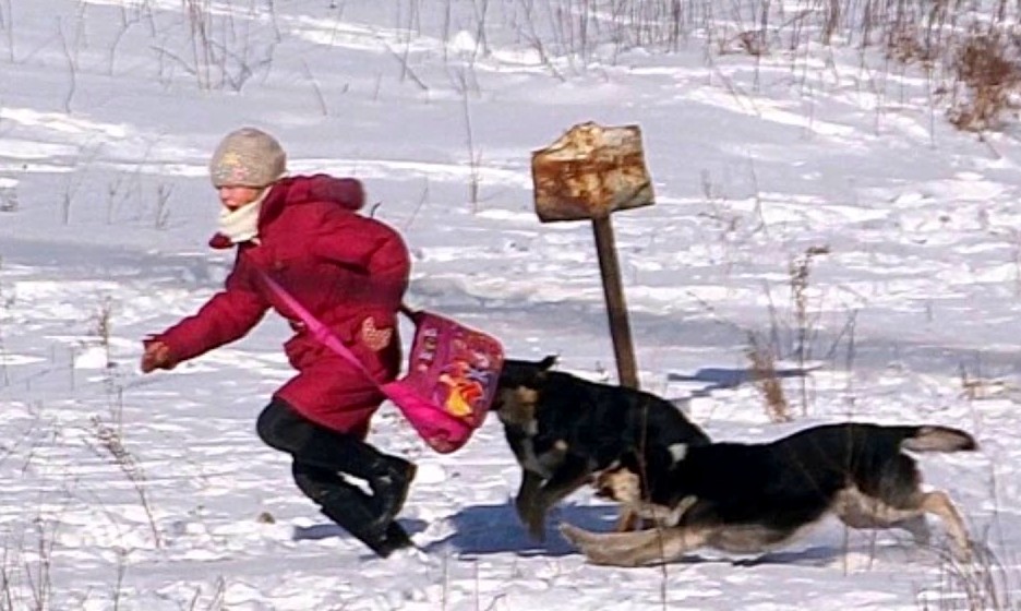 В Курской области бродячие собаки снова напали на ребенка