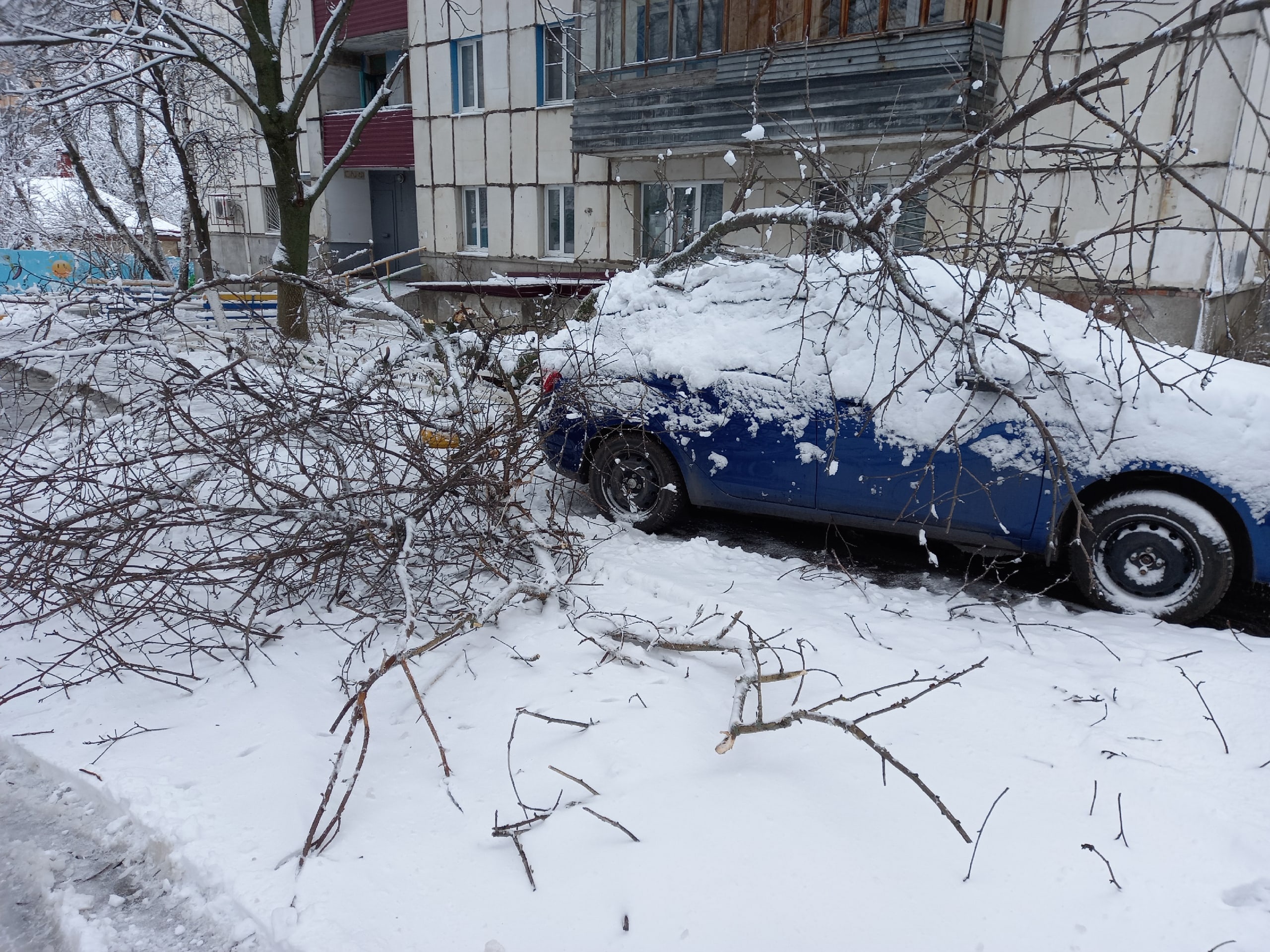 В Курске снегопадом повалило множество деревьев