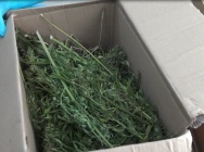 Полиция у курянина из гаража изъяла более 8 кг. марихуаны