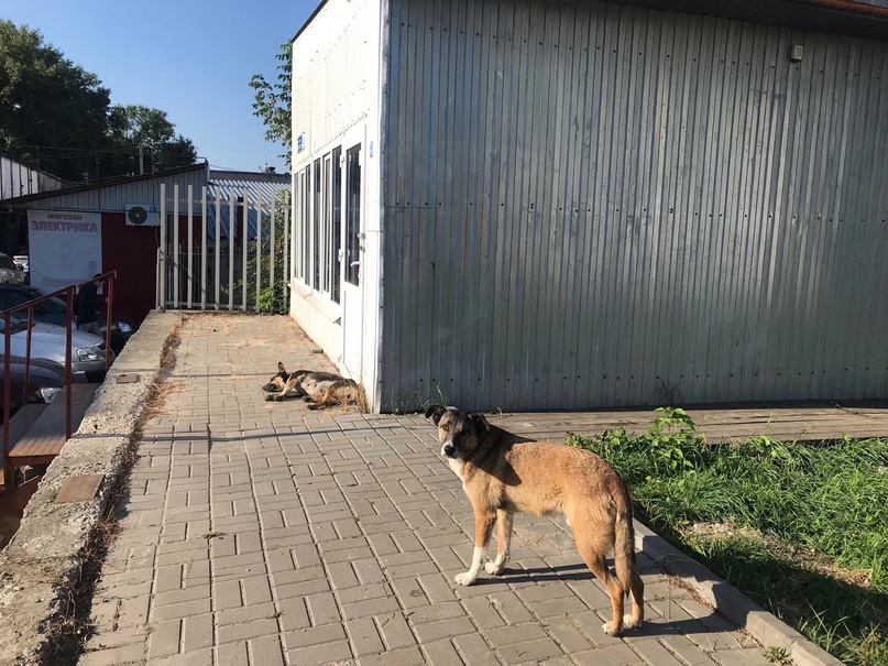 Куряне не замечают отлова собак