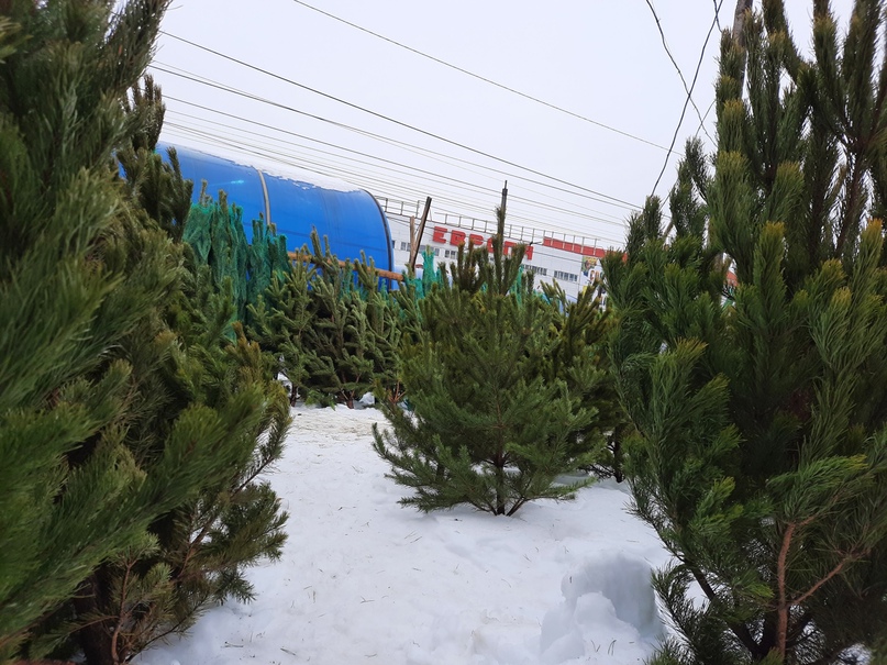 В Курске 20 и 21 января будут работать Экотакси.