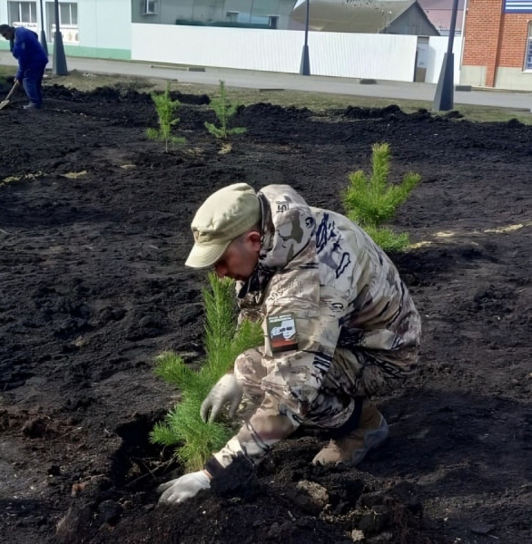 В Курской области высадили более 100 сосен