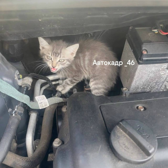 В Курске женщина обнаружила котенка под капотом автомобиля
