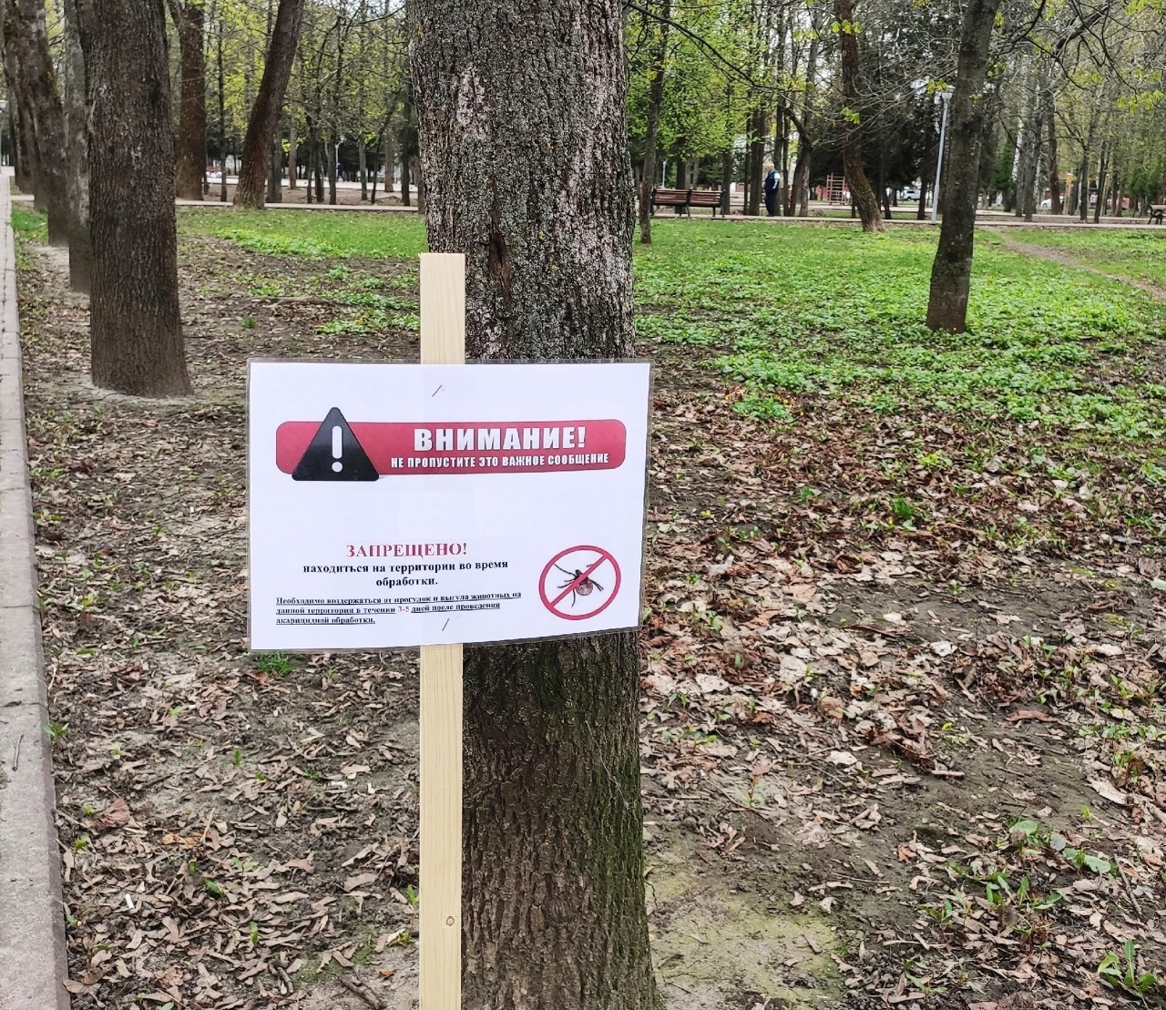 В Курской области почти 1000 детей пострадали от укусов клещей в этом сезоне